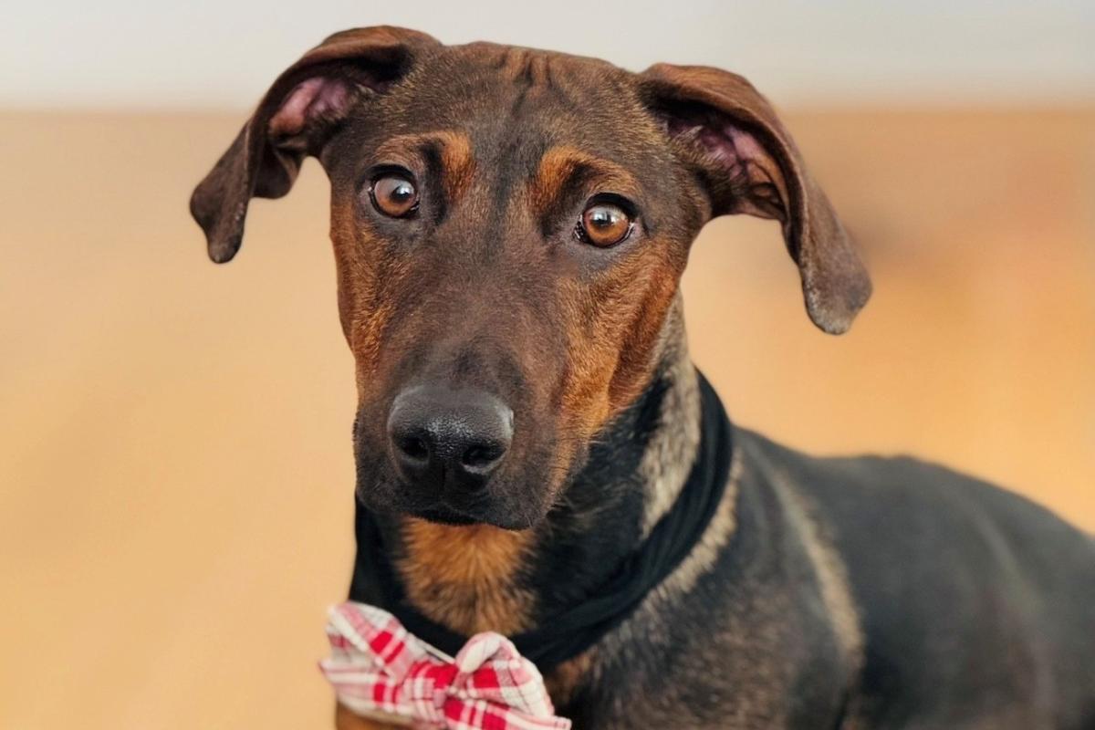 Rocky – das kleinste Mitglied von INFINI Bestattungsdienst