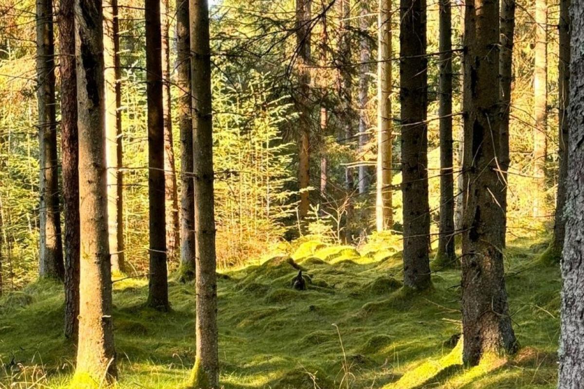 Baumbestattung – eine letzte Ruhestätte inmitten der Natur